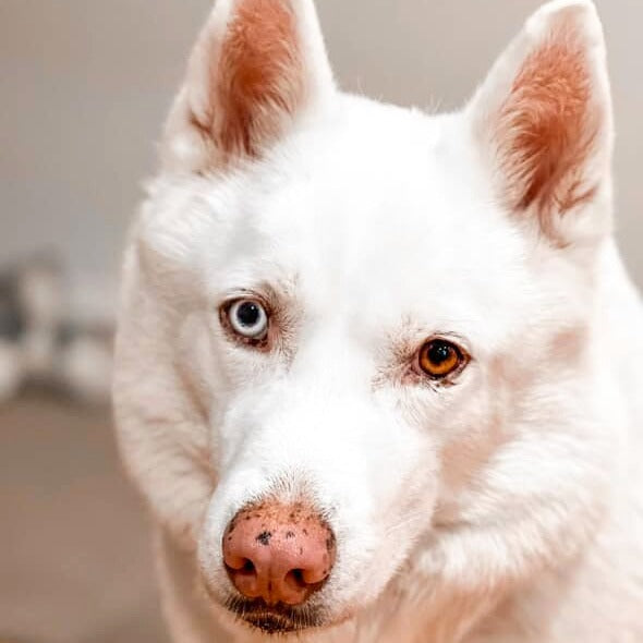 Custom Paint By Numbers Kit